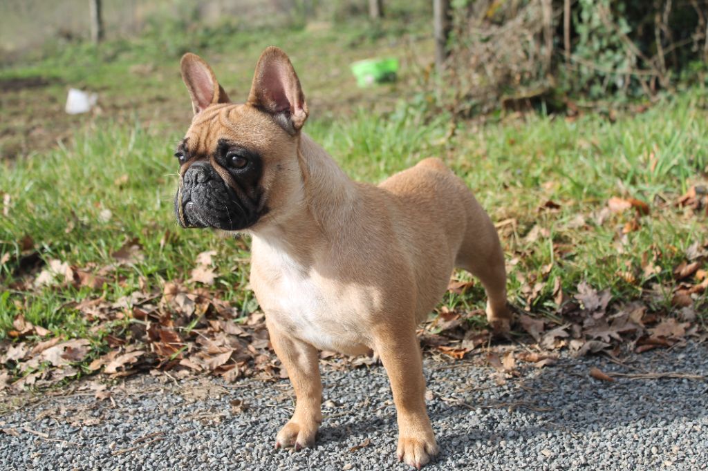 Praline (Sans Affixe)