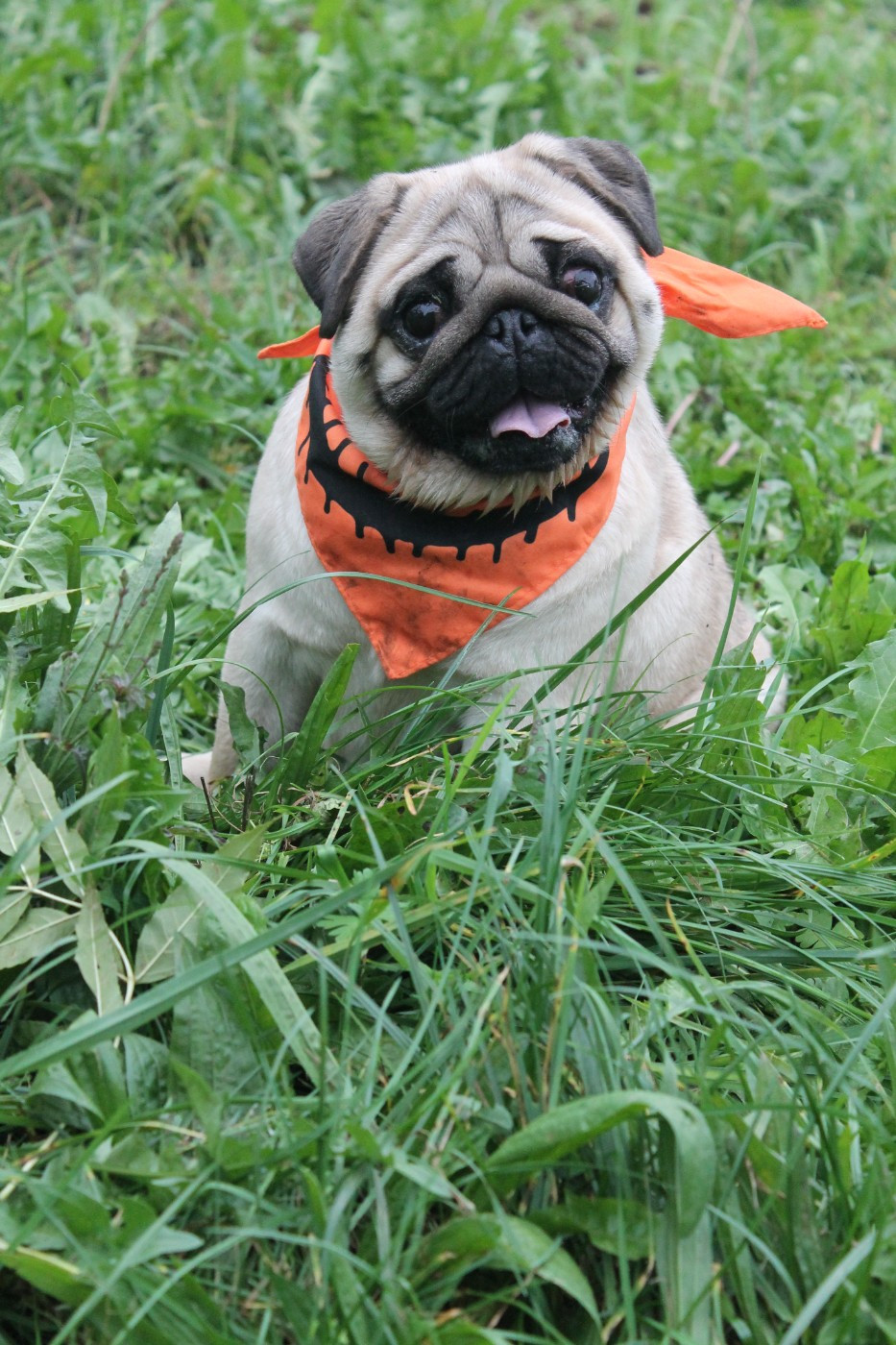 Uguette Du Domaine Des Sabliers D'orion