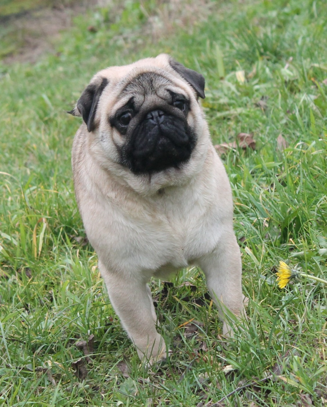 Ufo Du Domaine Des Sabliers D'orion