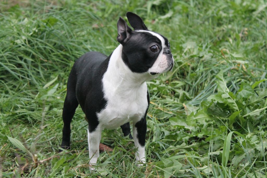 Une nounou d'enfer Du Domaine Des Sabliers D'orion