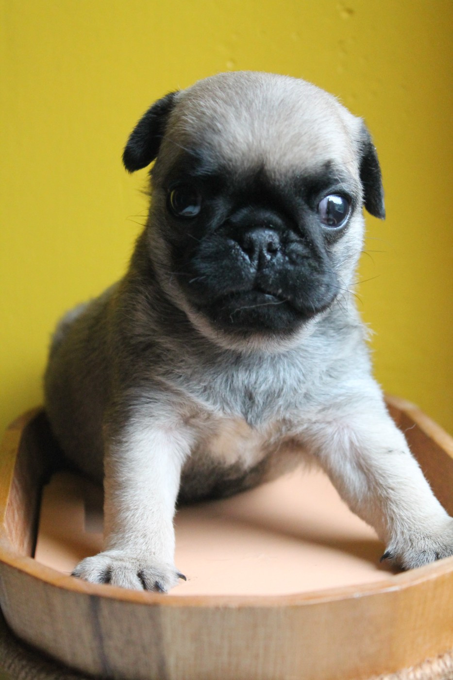 Du Domaine Des Sabliers D'orion - Chiots disponibles - Carlin