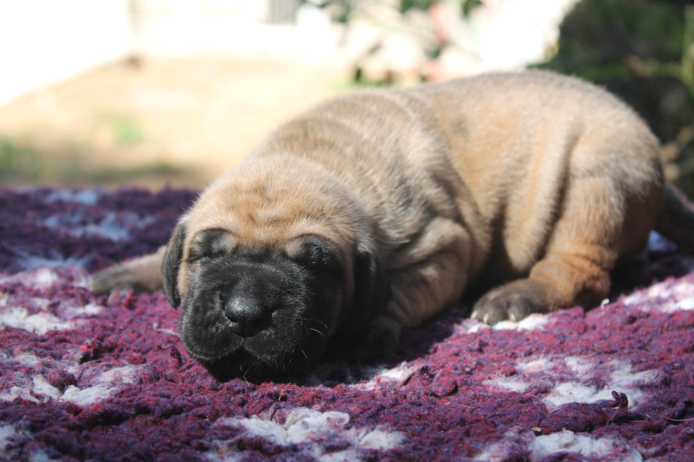 Du Domaine Des Sabliers D'orion - Chiots disponibles - Dogue allemand