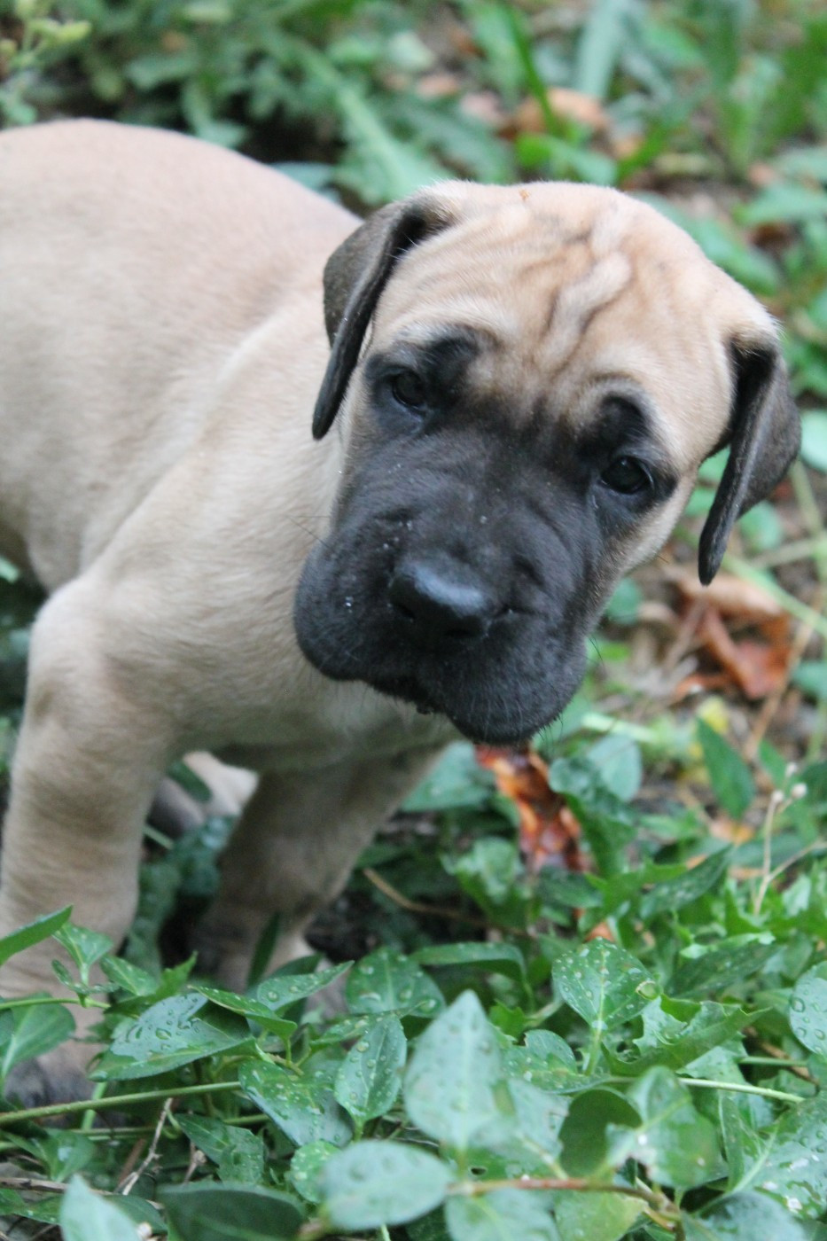 Du Domaine Des Sabliers D'orion - Dogue allemand - Portée née le 16/08/2026