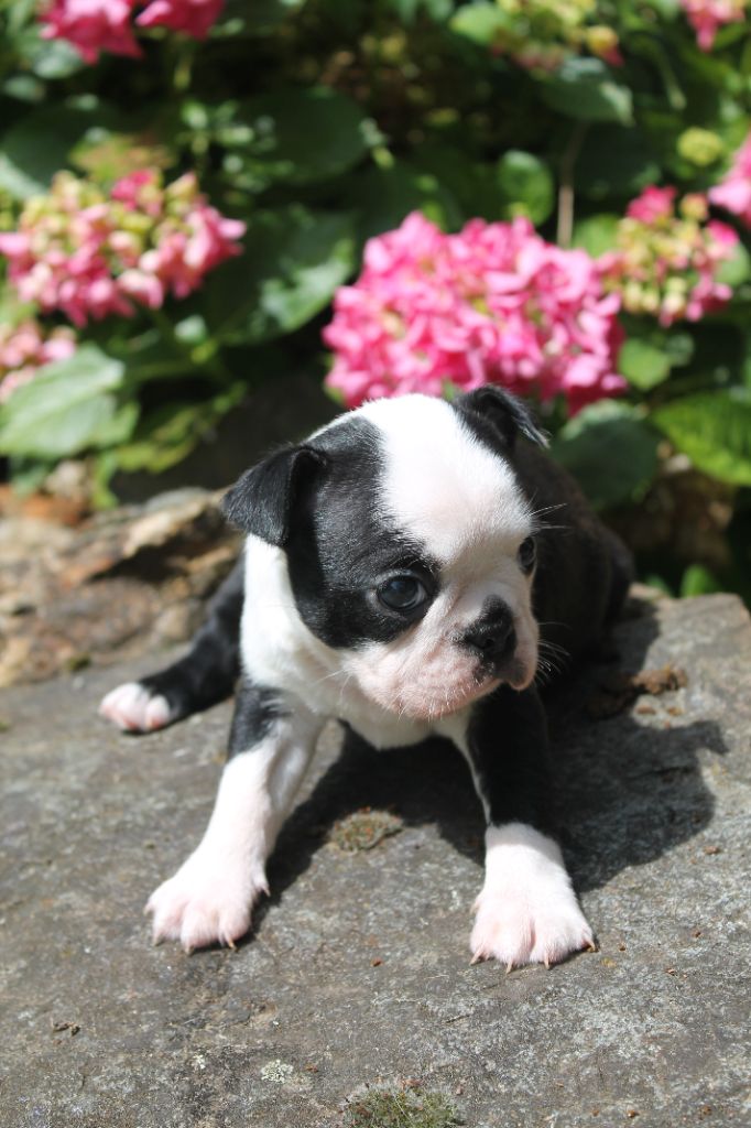 Du Domaine Des Sabliers D'orion - Chiots disponibles - Boston Terrier