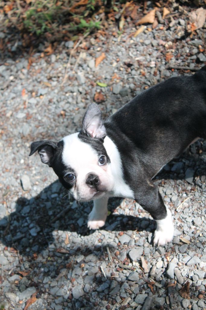 Du Domaine Des Sabliers D'orion - Chiots disponibles - Boston Terrier